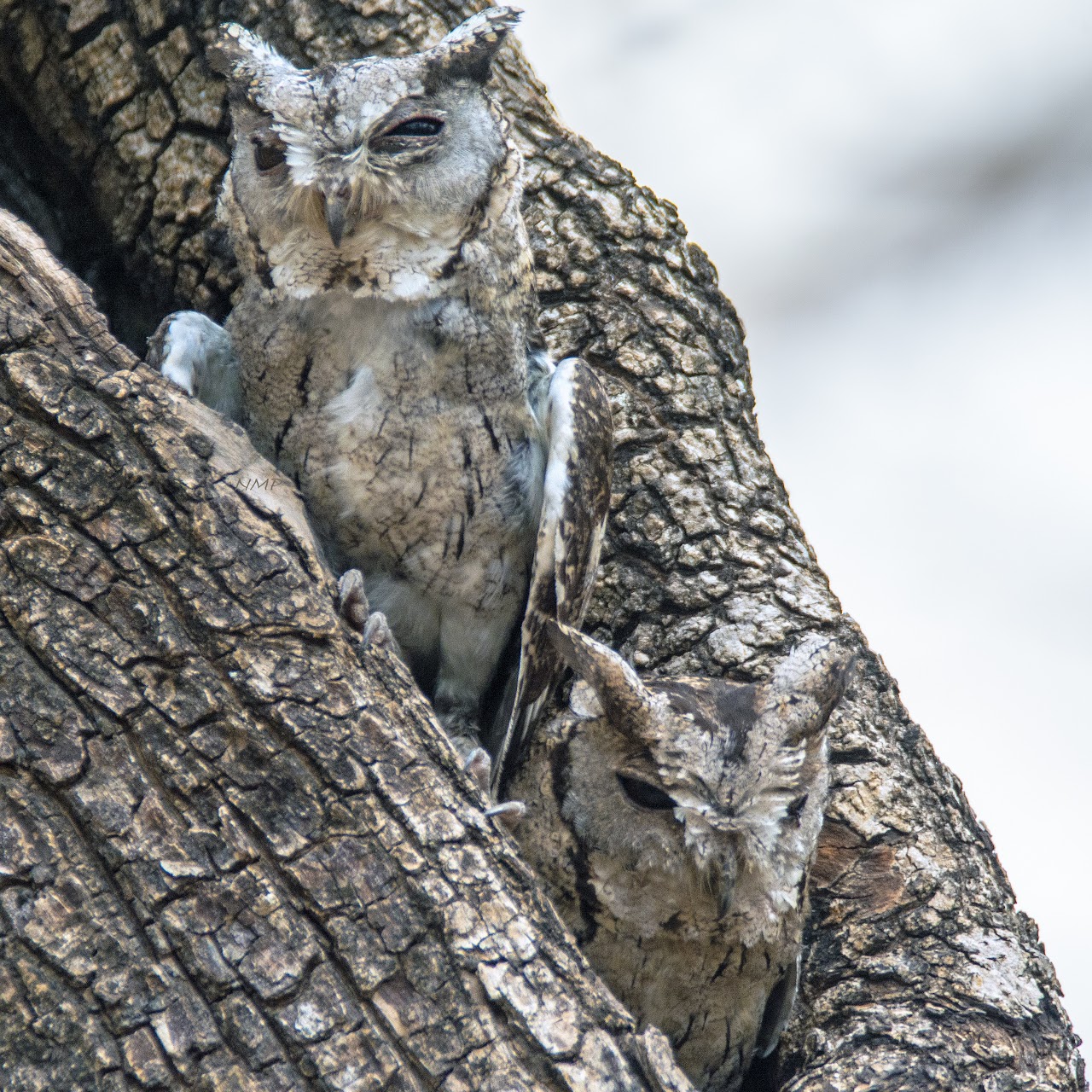 Indian scops Owl